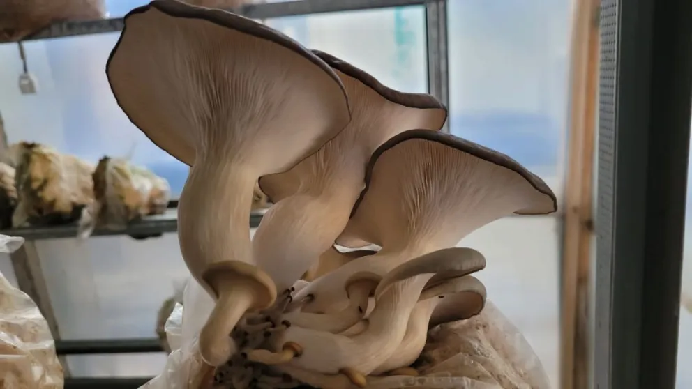 Diversidad fungosa en Viedma: la magia de cultivar hongos en la región