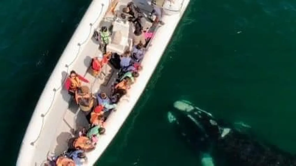 Las Ballenas Francas, son una experiencia única en Las Grutas e imperdibles en la temporada de Invierno