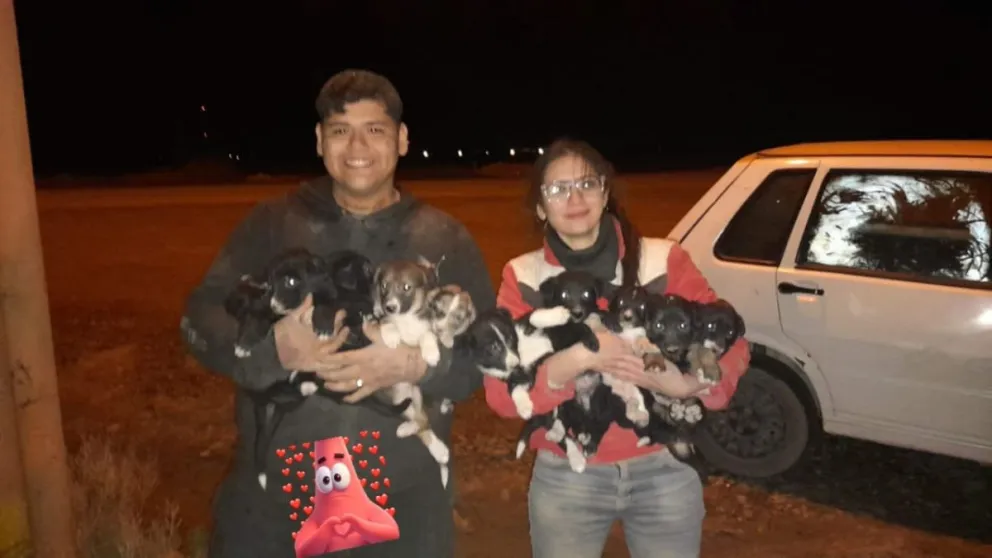 El rescate del año: una pareja salvó a 15 perros que estaban condenados a muerte