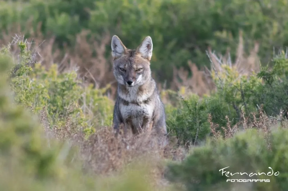 El Zorro Gris se asomó en Punta Bermeja y dejó fotos únicas