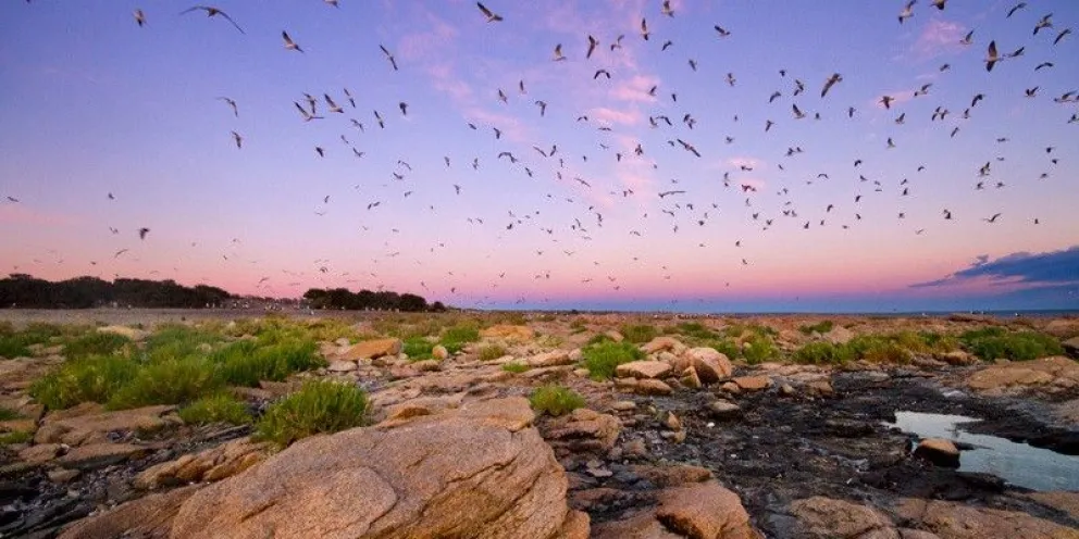 Perspectivas turísticas del Islote Lobos en Río Negro