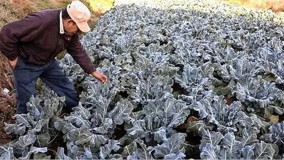Qué es la helada negra que afecta a toda la Argentina