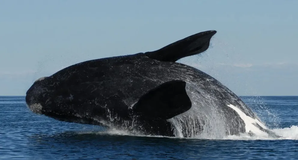 Impulsan la organización y promoción de esta actividad que atrae turistas de todo el país.