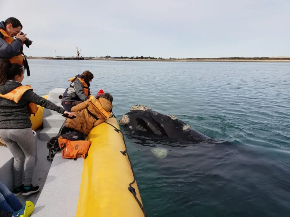 El impactante fenómeno de la fauna marina ya se vive en la Costa Atlántica