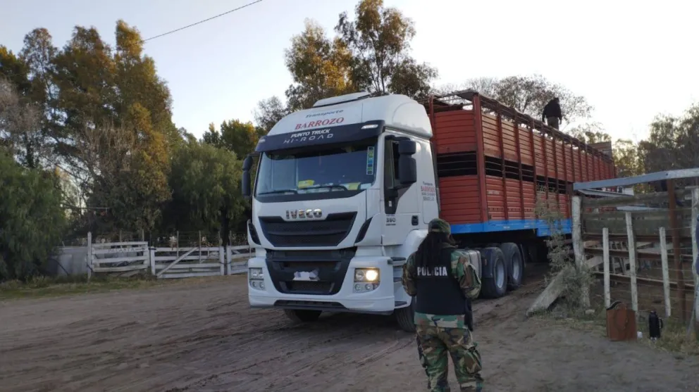 Robo de ganado, adulteración de marcas y dos camiones jaulas secuestrados