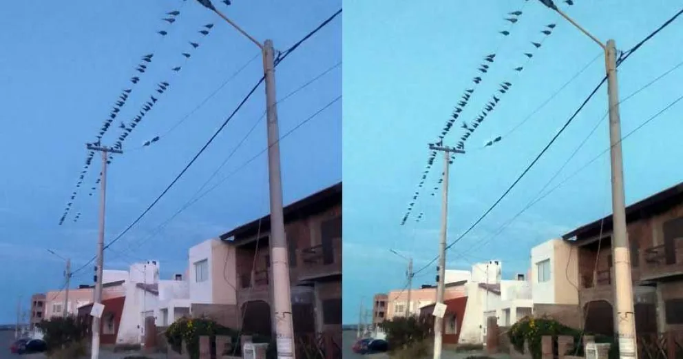 Los loros cortaron un cable y dejaron sin luz a la mitad de Las Grutas