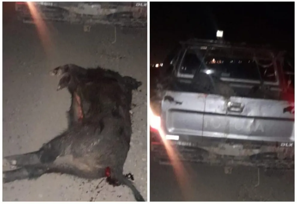 Fue sorprendido practicando caza furtiva de jabalí y lo infraccionaron 