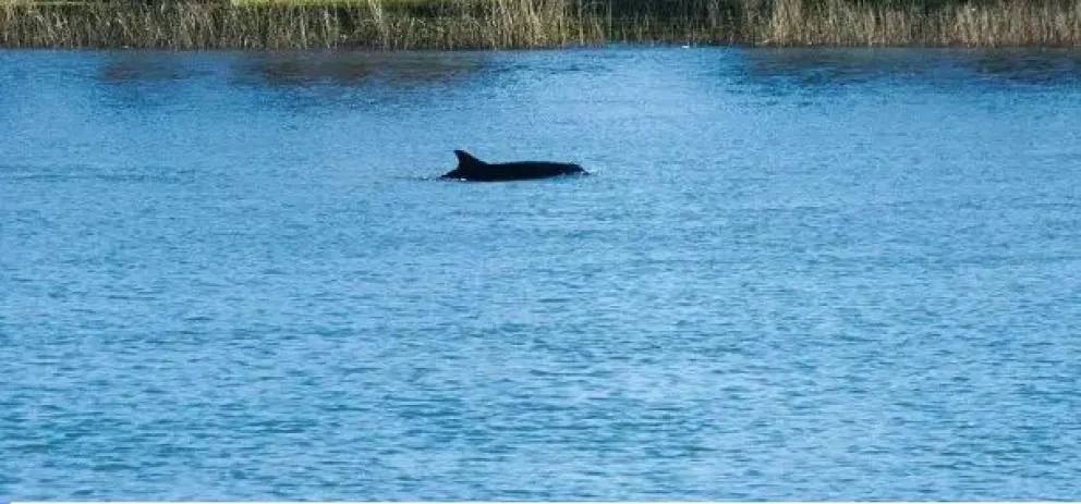 Aparecieron las toninas en la costa de Viedma y maravillaron a más de uno: mirá el video 