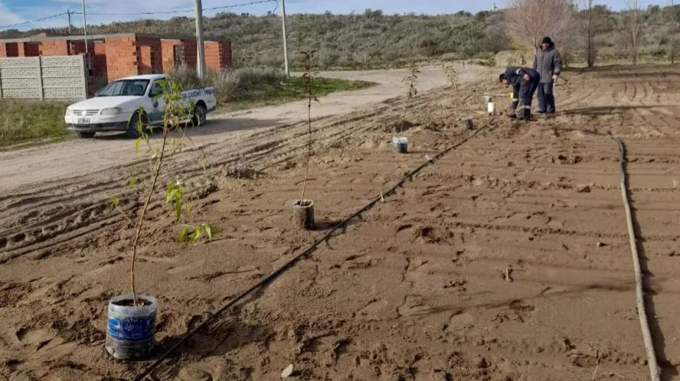 San Antonio Este comenzó trabajos de reforestación en zonas urbanas 