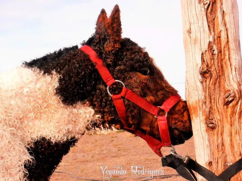 Los caballos ruludos de Río Negro brillan en la Rural de Palermo