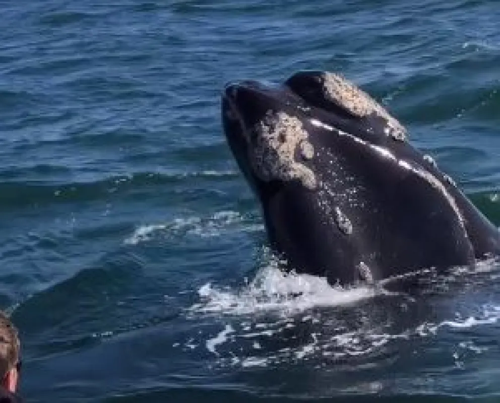 Las ballenas están de fiesta en Las Grutas: precios para ir a un avistaje