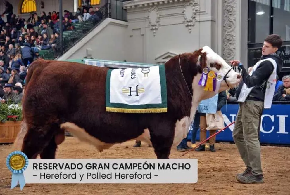 Río Negro fue elegido para celebrar los 100 años de la raza Hereford en Argentina