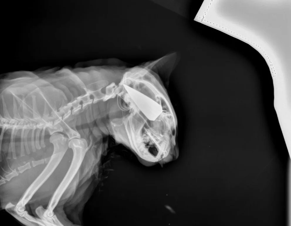 Denuncian a un vecino por disparar flechas a una mascota
