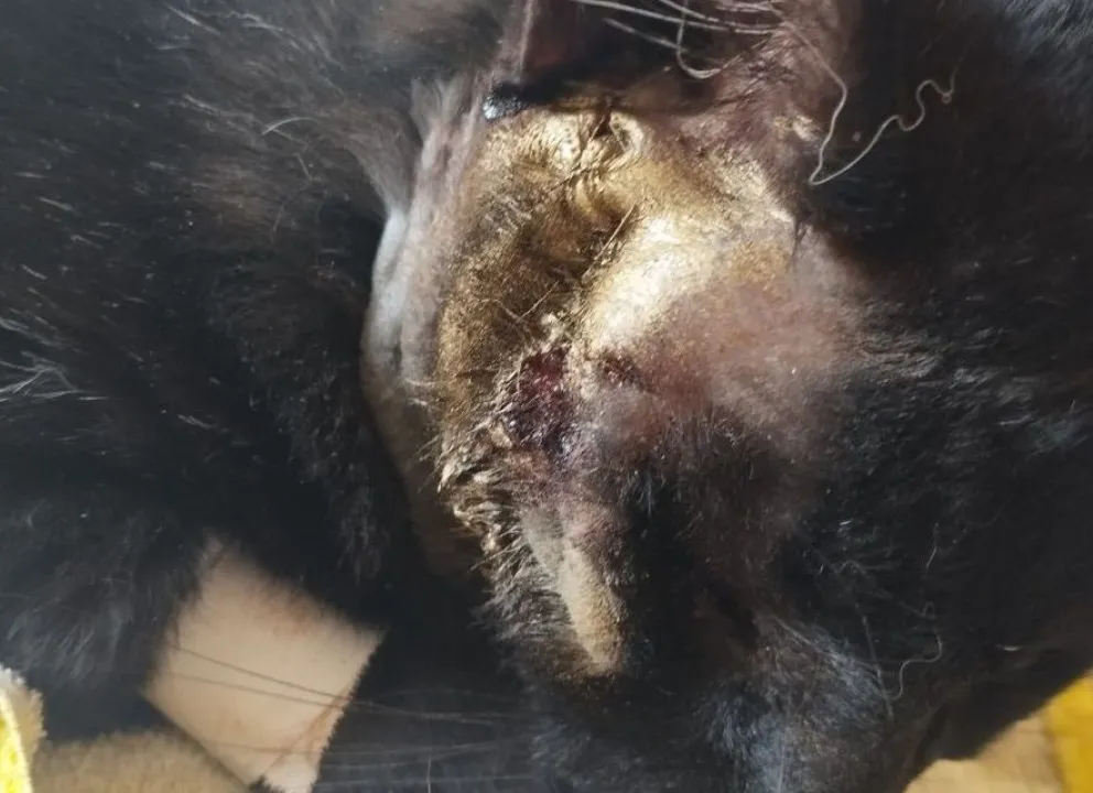 "Fue un vecino que se cree Rambo": diversos testimonios apuntan a un mismo sujeto tras un flechazo a un gato