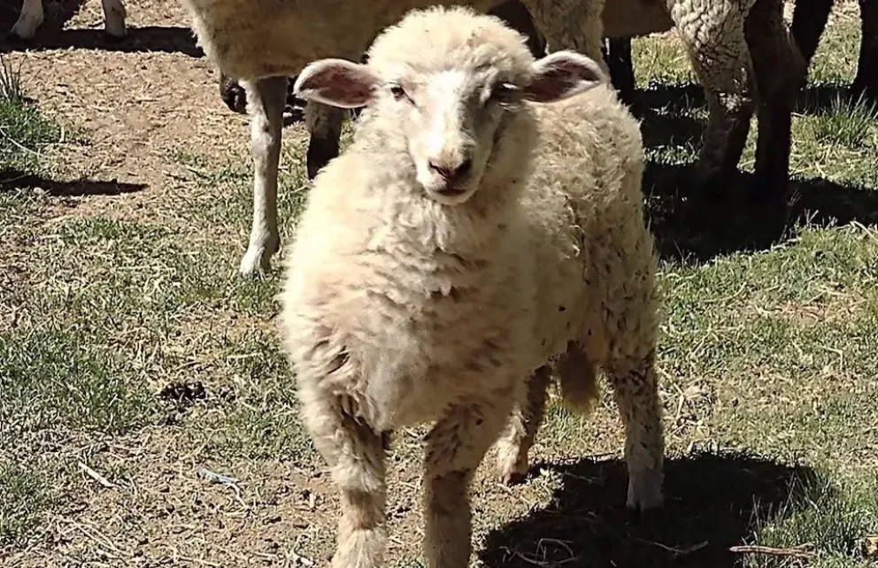 Según la mujer el animal se escapó y lo encontraron en un baldío. Foto Web. 