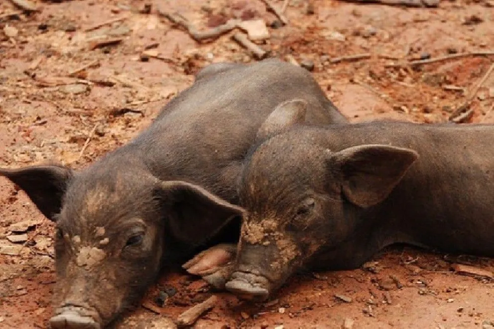 Se recomienda consumir productos seguros. Foto archivo.
