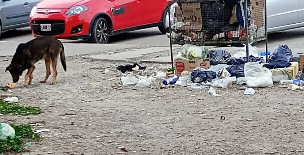 Los canastos sin tapa son un festín para los perros (Foto: gentileza)