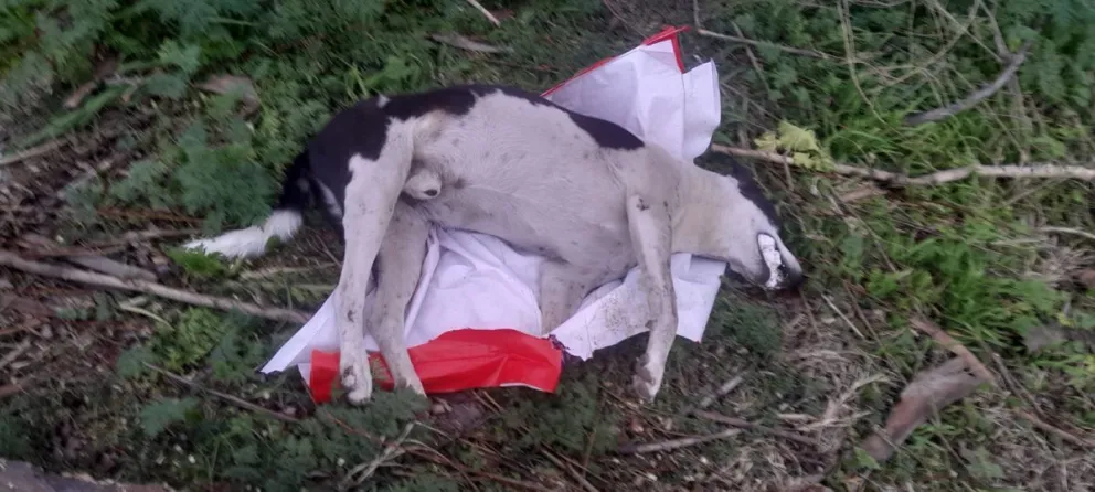 Apareció un perro envenenado en la costanera de Patagones