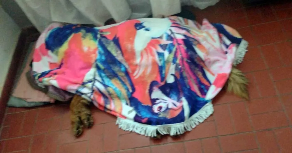Envenenaron a otro perro en la Comarca: esta vez sospechan que fue para entrar a robarle