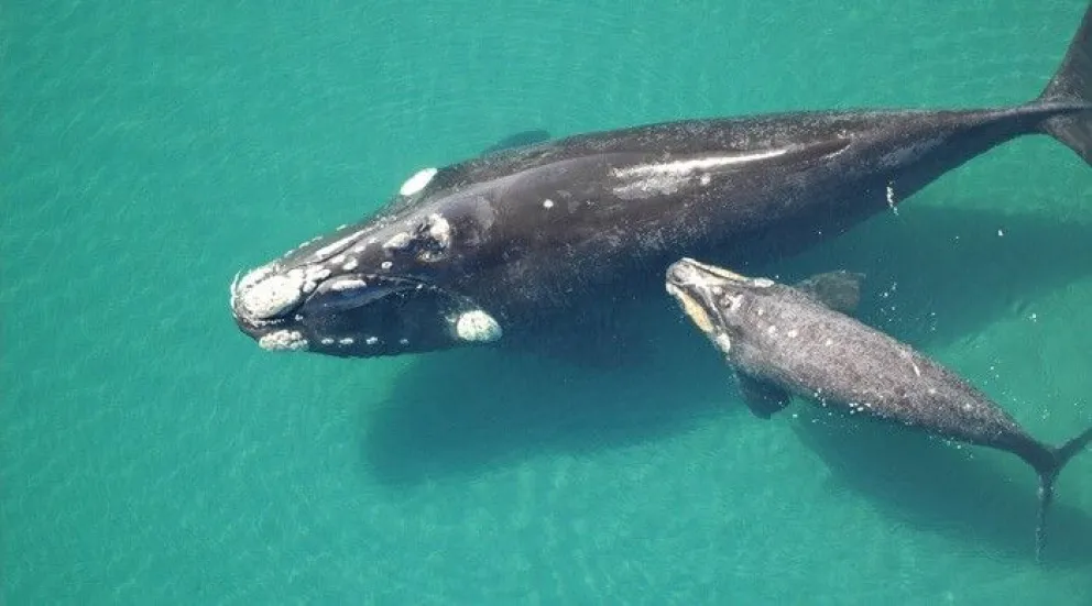 Trabajan en la conservación de la ballena franca austral y nuevas estrategias para un turismo responsable