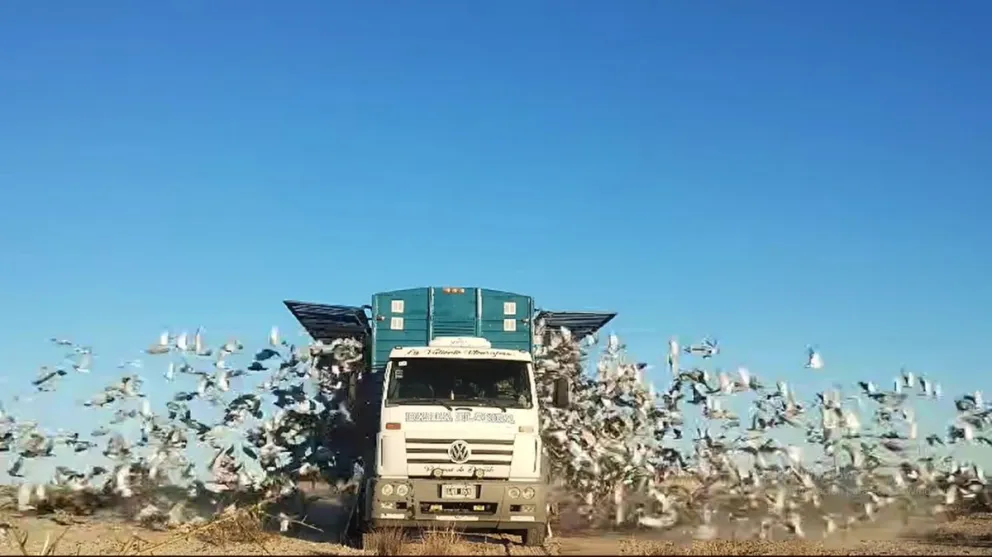 Continúa intacta la pasión por las palomas mensajeras