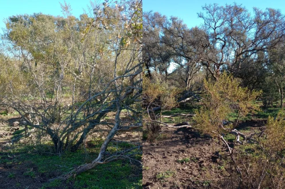Inspirada en tormentas de arena y voladura de campos, una profesional hizo su aporte ambiental