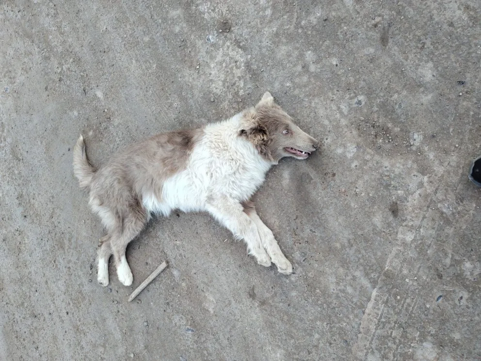 Un sujeto arrastró a una perra con una soga por más de cuatro cuadras