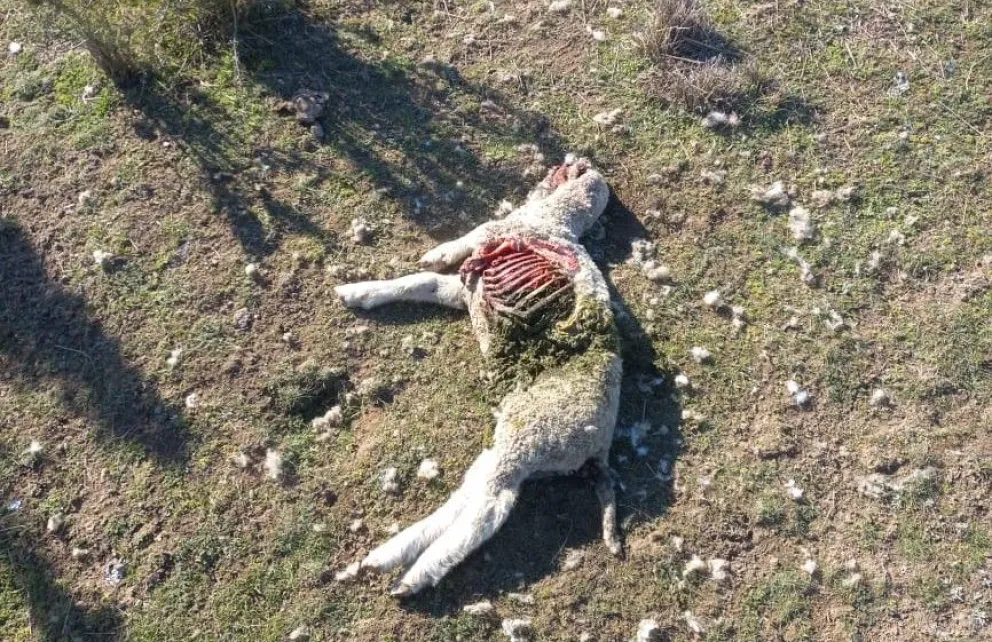 Los jabalíes están incontrolables y siguen matando ovejas