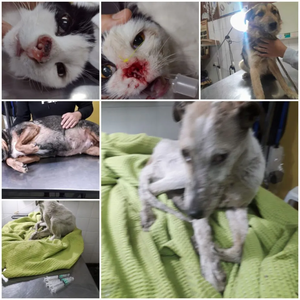 Una rifa solidaria de “Rescatando Huellitas Vdm” para afrontar gastos veterinarios: conocé como colaborar