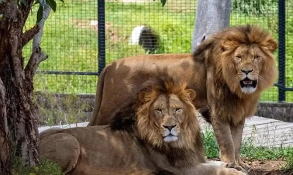 Zoológico de Irlanda: se quedó encerrado en la jaula de los leones y se salvó de milagro