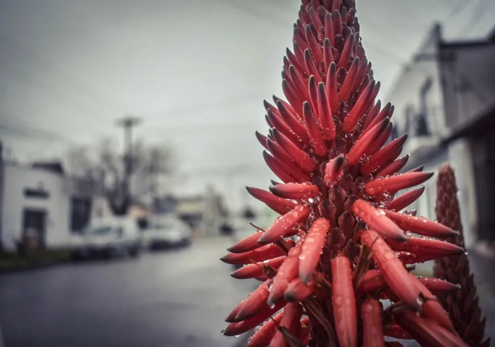 La temperatura estará entre los 13 y 18 grados.