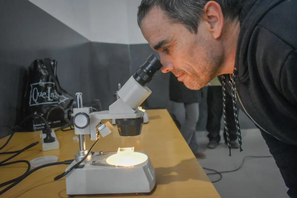 Alerta: difunden qué enfermedades transmiten los jabalíes