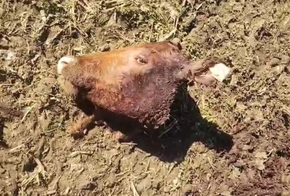 Le robaron vacunos Pedigree y vio un Fiat Palio descargando carne en una carnicería: aportó pruebas pero no se investiga