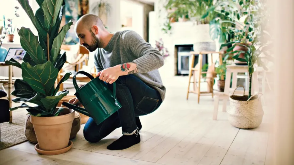 ¿Cómo las plantas mejoran tu hogar?: beneficios y tips para cuidarlas