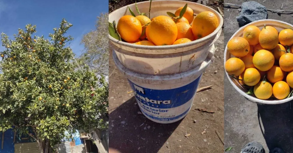 Una madre viedmense vende naranjas por balde para alimentar a sus hijos