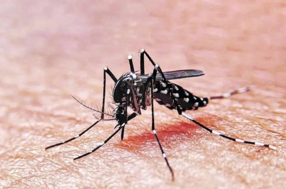 El dengue trae preocupación a nivel país. 