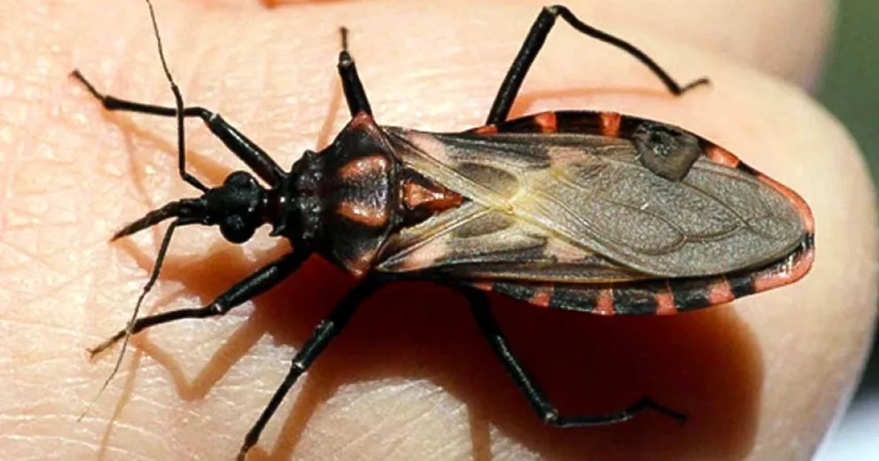 La vinchuca es común en zonas rurales y semirurales. Foto: archivo