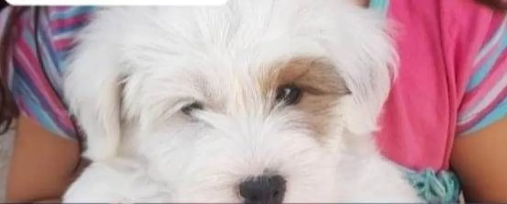 Gina se perdió el viernes pasado, y su familia ofrece recompensa 