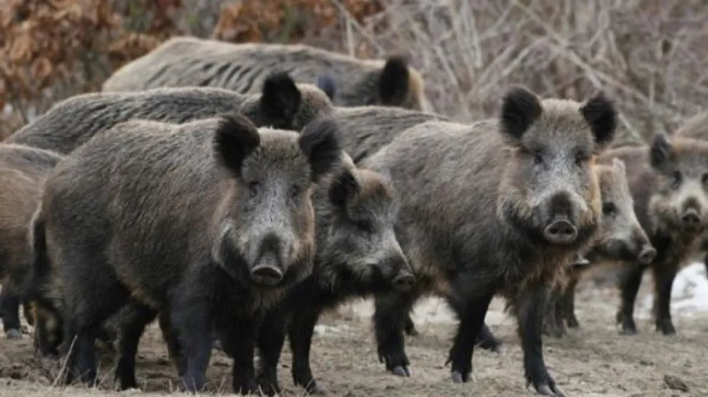 La caza del jabalí incumpliendo reglas está generando múltiples infracciones 