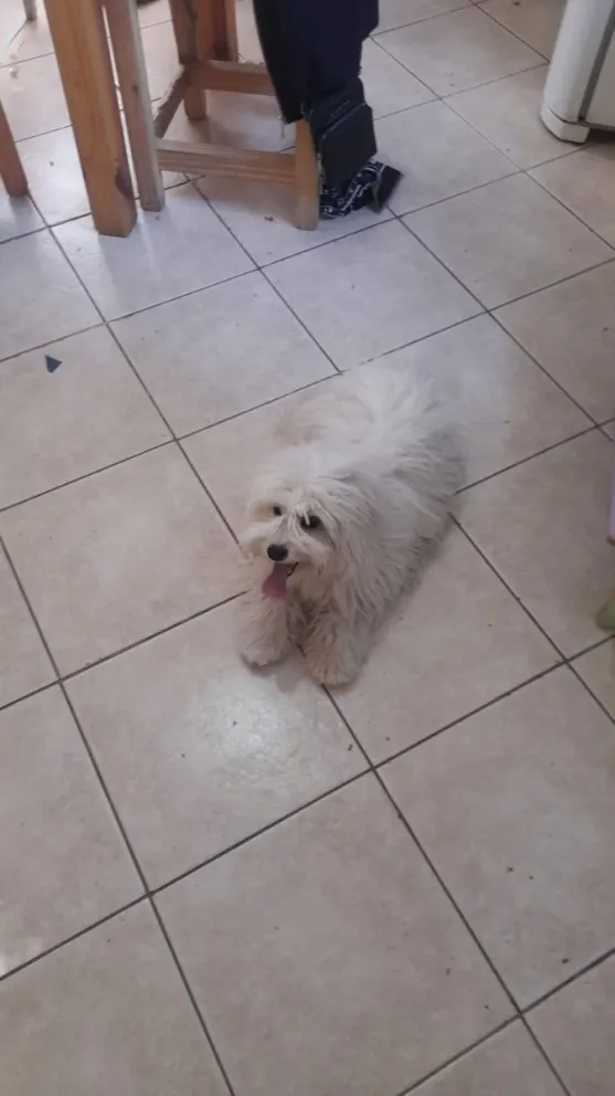 Gina, la perrita de 8 meses, ya está con su familia