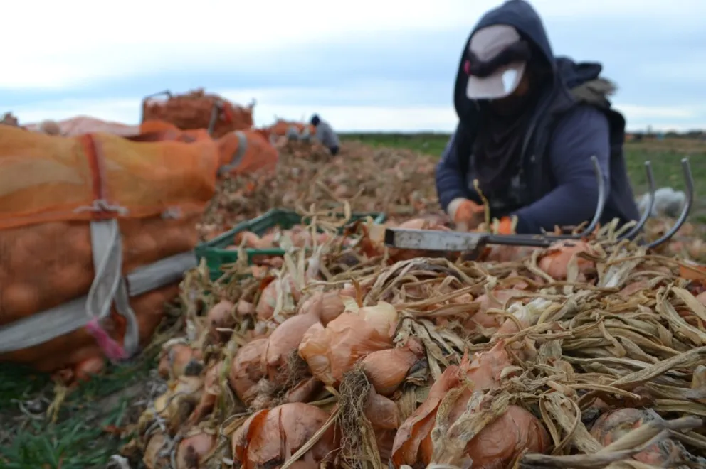 A través de varios testimonios se muestra el día a día de estos labradores de la tierra.