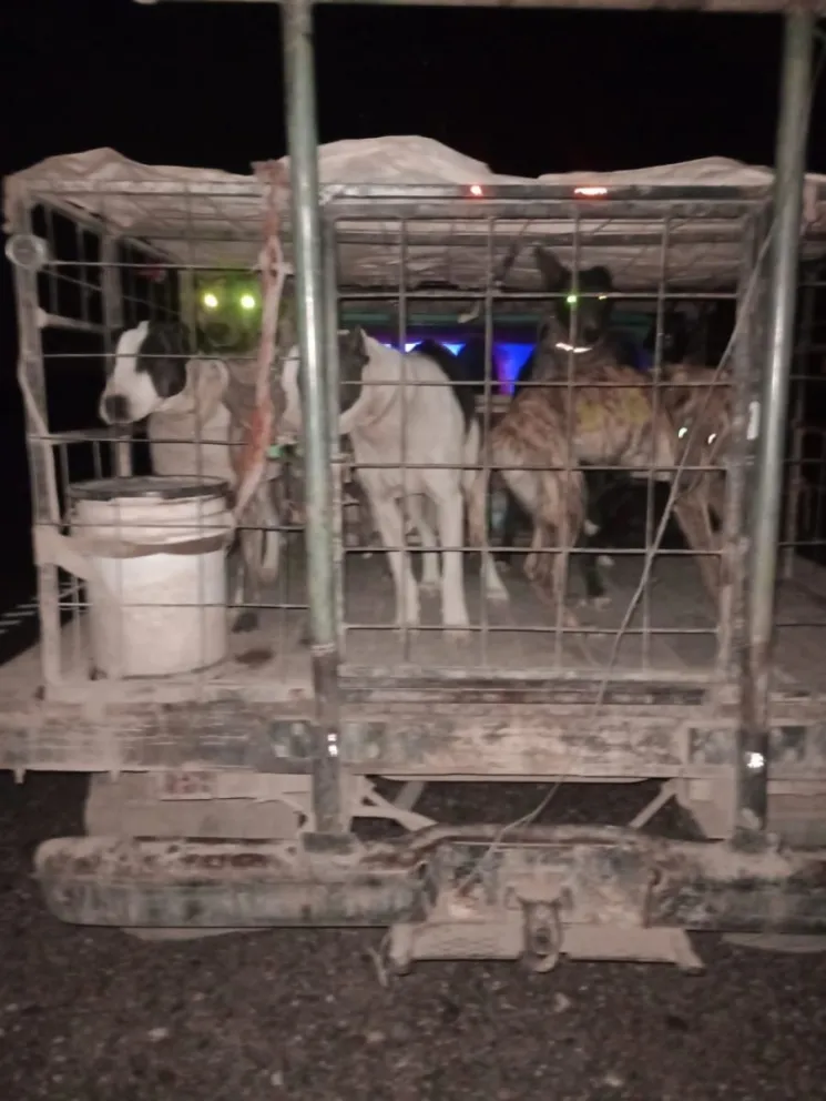 Los 8 perros eran llevados en una jaula, en la caja de la camioneta (Foto. gentileza)