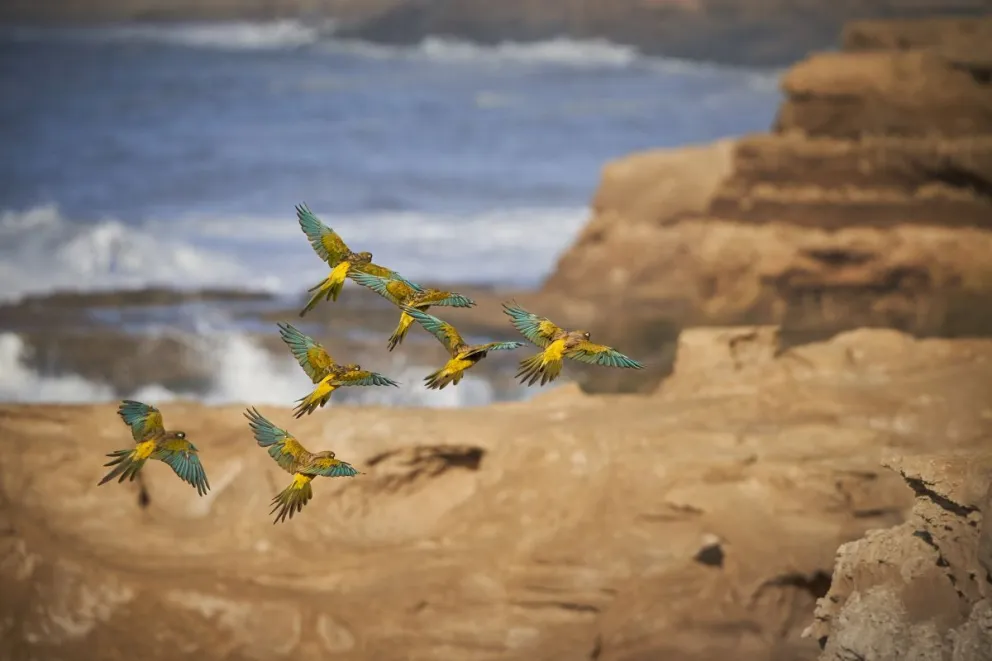 La idea es proteger las especies. Nada se dice en lo inmediato si seguirán bajando autos a la playa. Crédito: Nicolás Pérez - AFONA