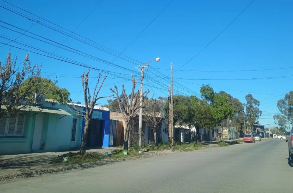 El arbolado de la calle Dorrego, en la capital rionegrina. 