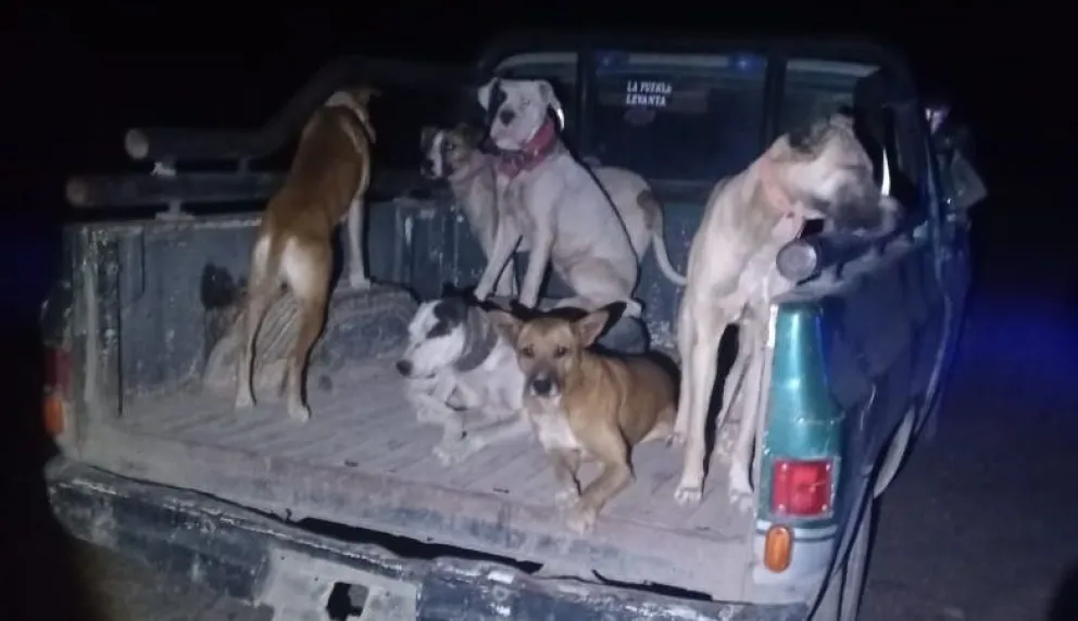 Perros en estado de alerta sanitaria. 