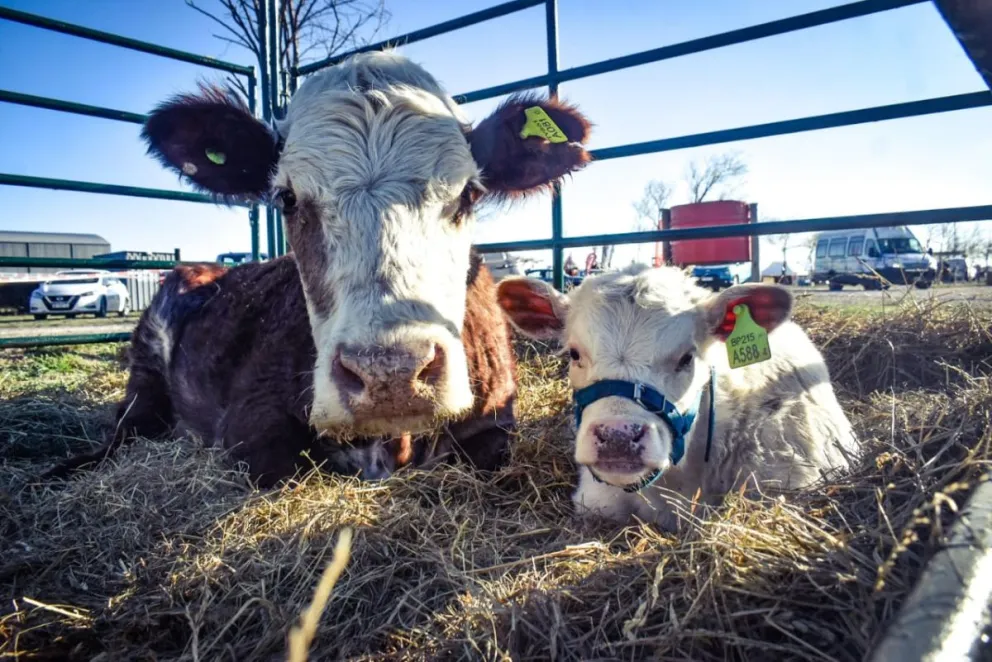 Expo Rural a pleno, con animales de corral para acercar el campo a la ciudad. 