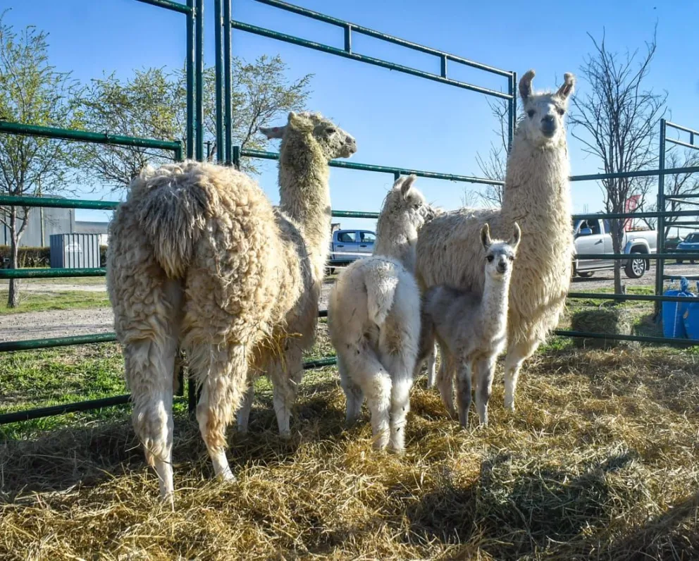 Llamas en su hábitat natural. Foto Vanesa Schwemmler / NoticiasNet. 