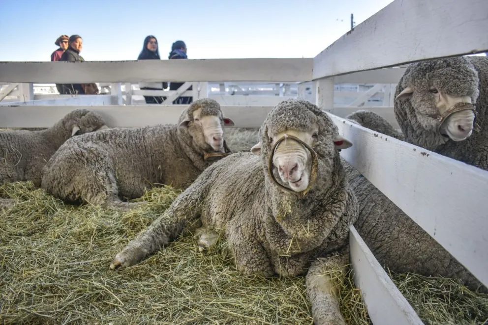 La lana rionegrina aporta al mercado global.