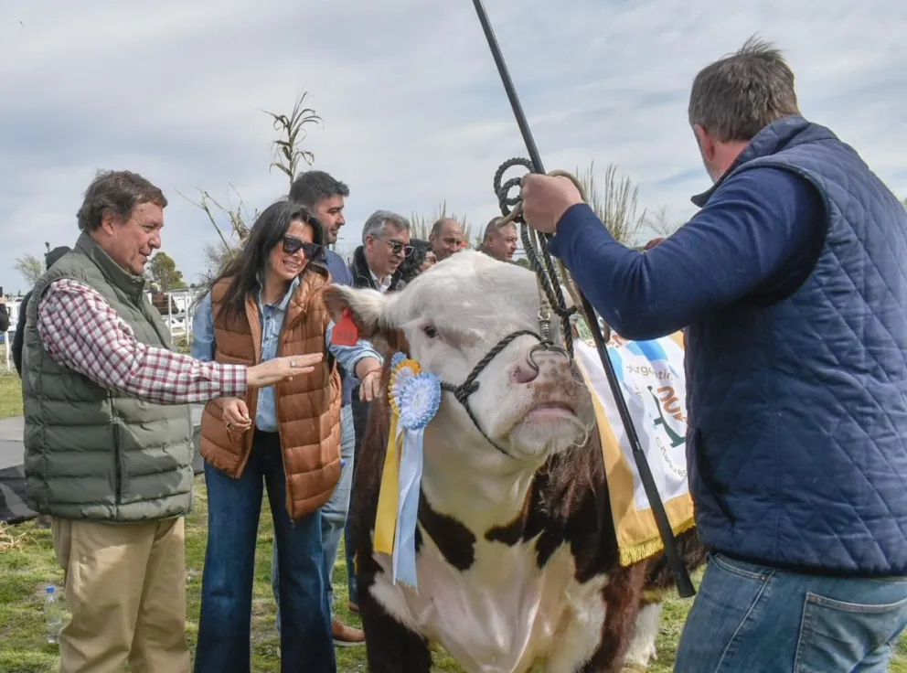 El Hereford galardonado se paseó por la pista central del predio de La Rural de Viedma, ubicado en el Parque Industrial. Fotos Vanesa Schwemmler para NoticiasNet.