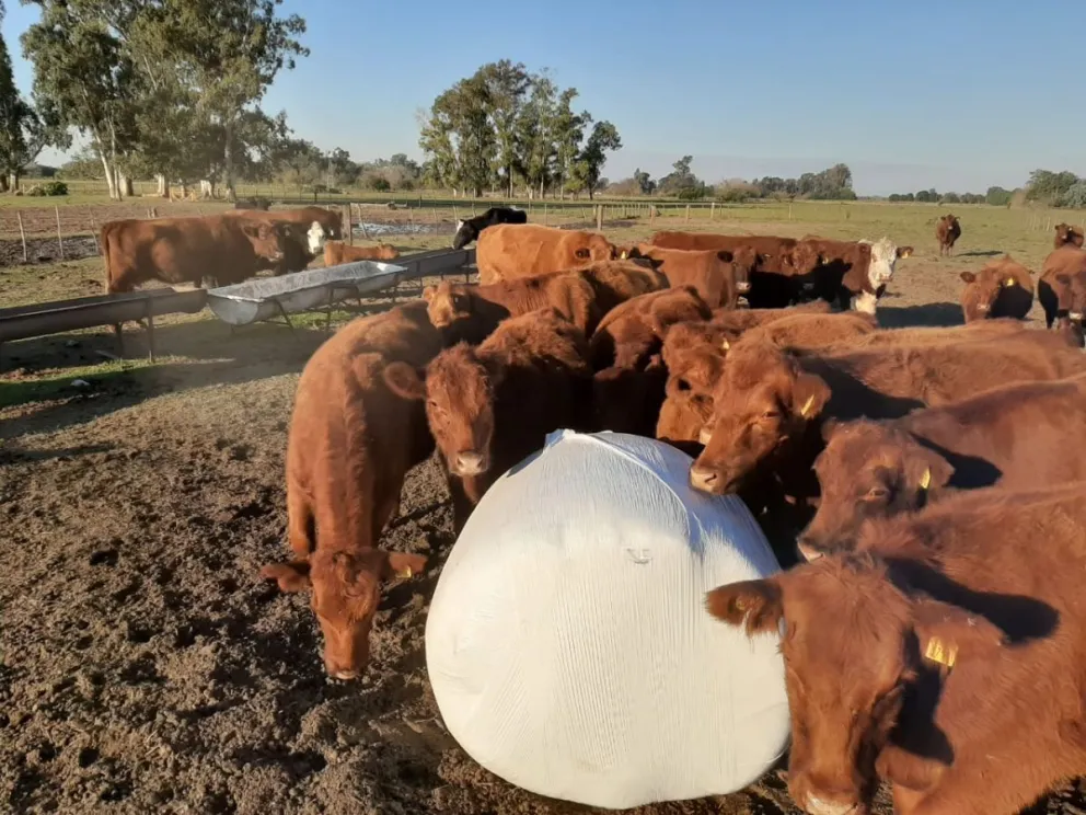 Las características del producto y su impacto en la alimentación ganadera. (EXPO AGRO).